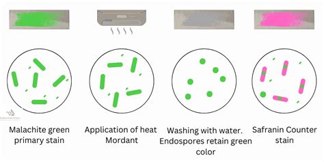 how to kill endospores